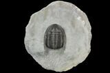 Cornuproetus Trilobite Fossil - Morocco #125128-4
